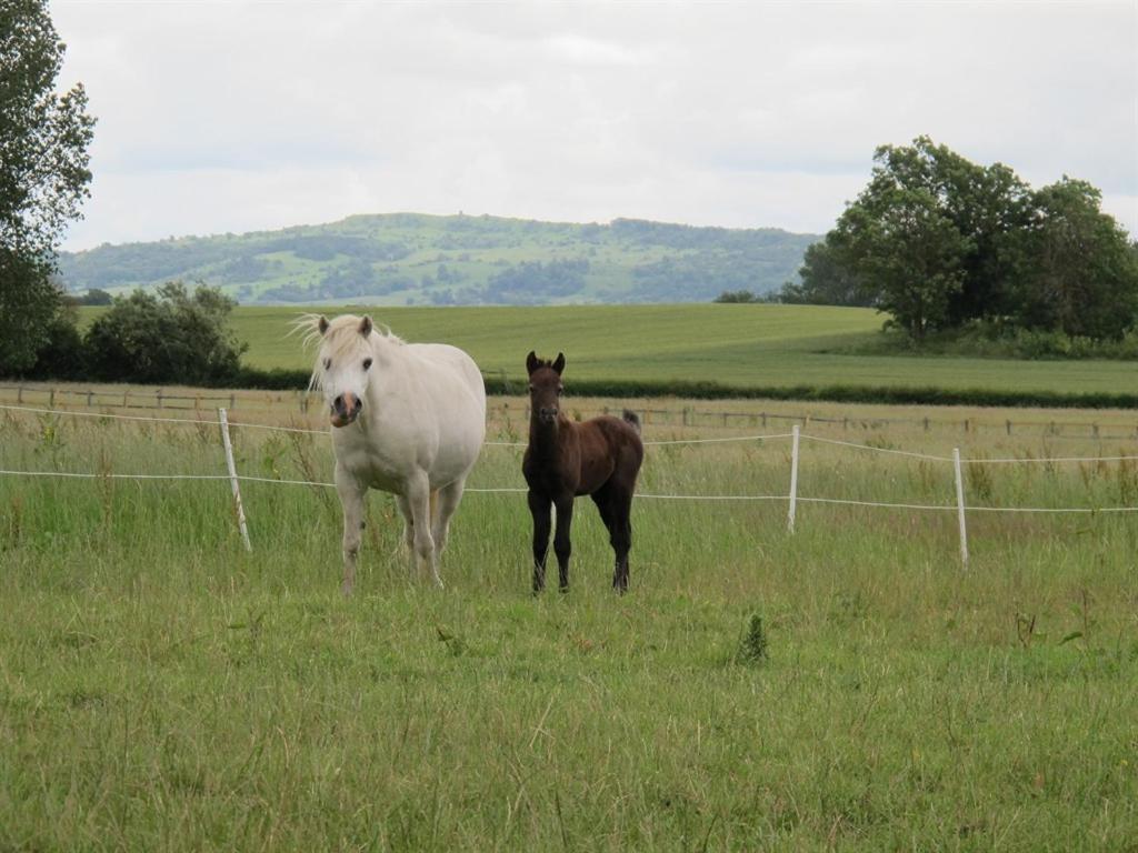 Bed and Breakfast Bluebell Farm Upton-upon-Severn Esterno foto